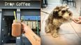 Drop Coffee have dripped open on Drumcondra Road Lower