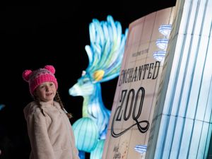 Christmas is officially on the way as Dublin Zoo announce the return of Wild Lights