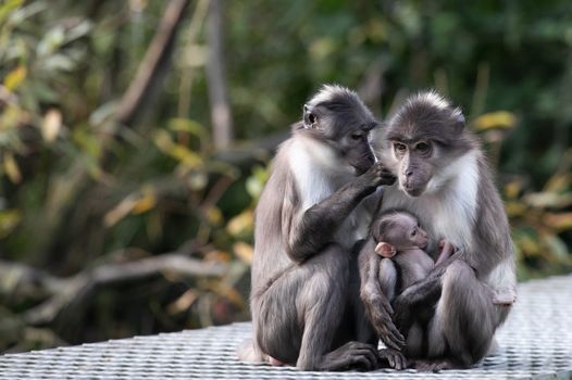 dublin zoo white-naped mangabey