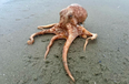 Octopus found fighting off seagulls on Dublin beach released back into the water