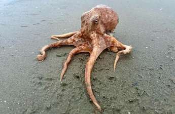 Octopus found fighting off seagulls on Dublin beach released back into the water