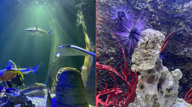 bray sea life aquarium