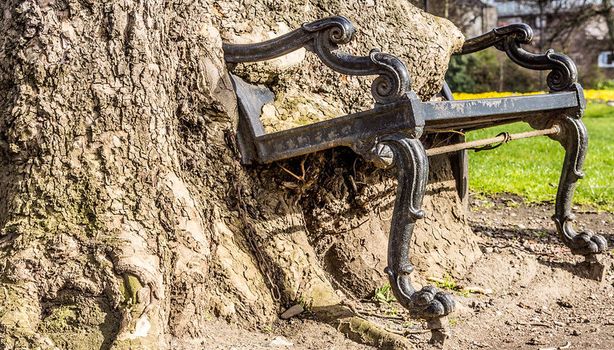 hungry tree king's inns