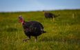 North Dublin family farm end turkey farming ahead of Christmas after 30 years