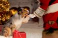 4 places to take your dog to see Santa Paws in Dublin this Christmas