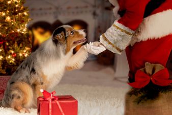 4 places to take your dog to see Santa Paws in Dublin this Christmas