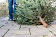 DCC to provide free Christmas tree disposal service around Dublin