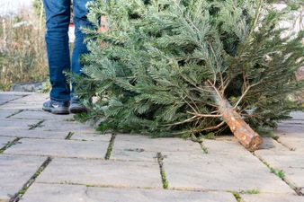 DCC to provide free Christmas tree disposal service around Dublin