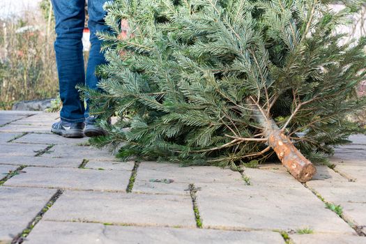 free christmas tree disposal