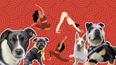 Irish charity launches rescue dog yoga event in response to the controversial Puppy Yoga exposé